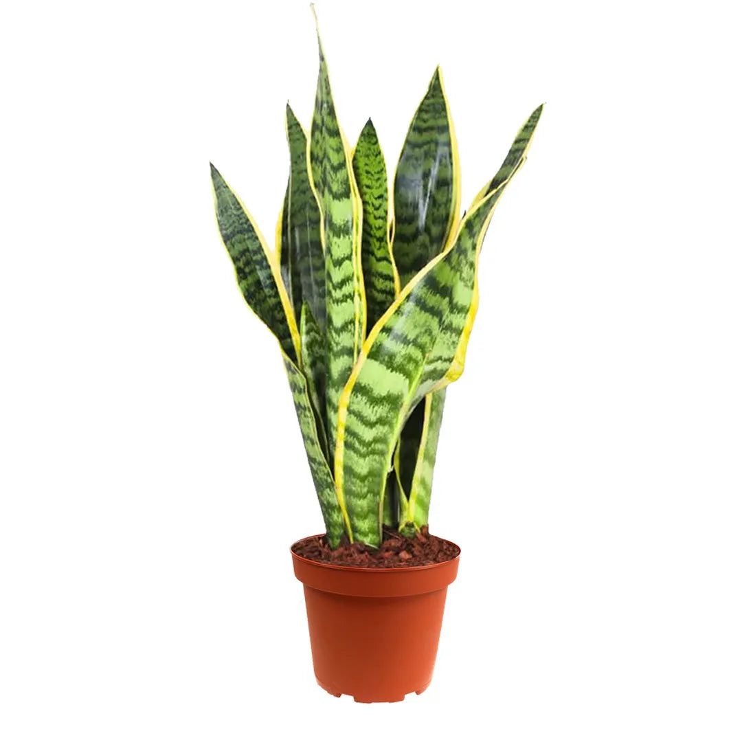 Sansevieria Laurentii Extra - vista dall'alto del fogliame