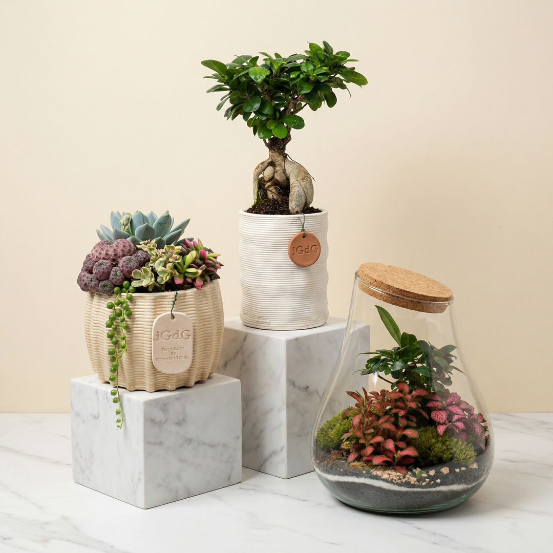 La foto mostra dei terrarium di piante in vetro e sotto sullo sfondo un abito da sposa bianco 