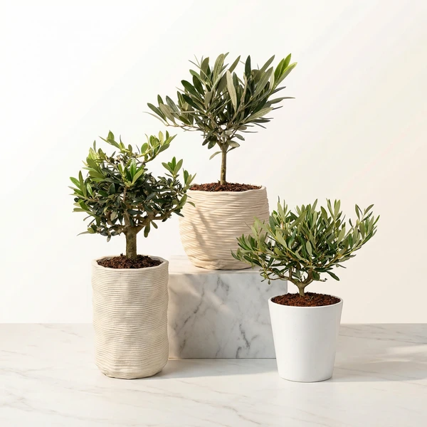 Mini bonsai di olivo in vasetti di ceramica, I giardini di Giulia