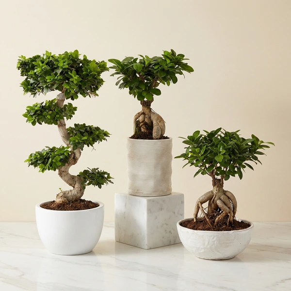 Vaso in ceramica bianca con un bonsai ginseng dalle radici aeree e foglie verde intenso