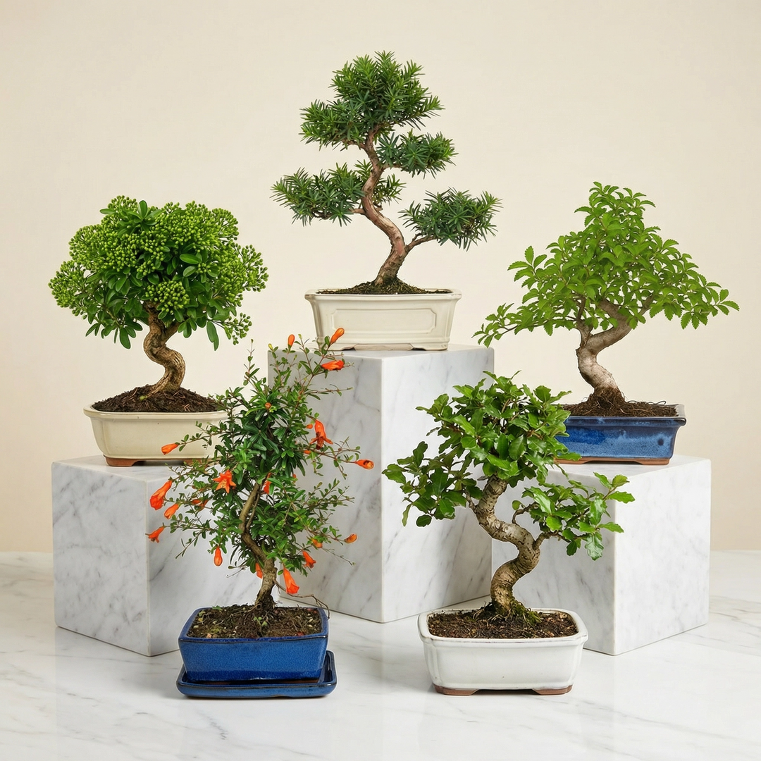 Un bonsai di acero con foglie verdi e chioma folta, in un vaso basso su un tavolino.