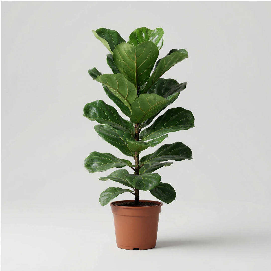 Ficus Lyrata 90 cm - pianta da interno con foglie a violino su sfondo neutro, pronta per la spedizione