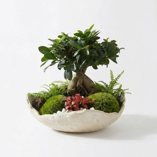 Kit Terrarium Fai da Te Geo Terrarium - terrarium aperto completato con bonsai Ficus Ginseng, felci, Fittonia rossa e muschio in ciotola artigianale bianca