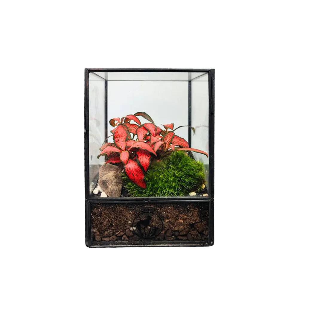 Terrarium Piccolo Eden - i Giardini di Giulia  