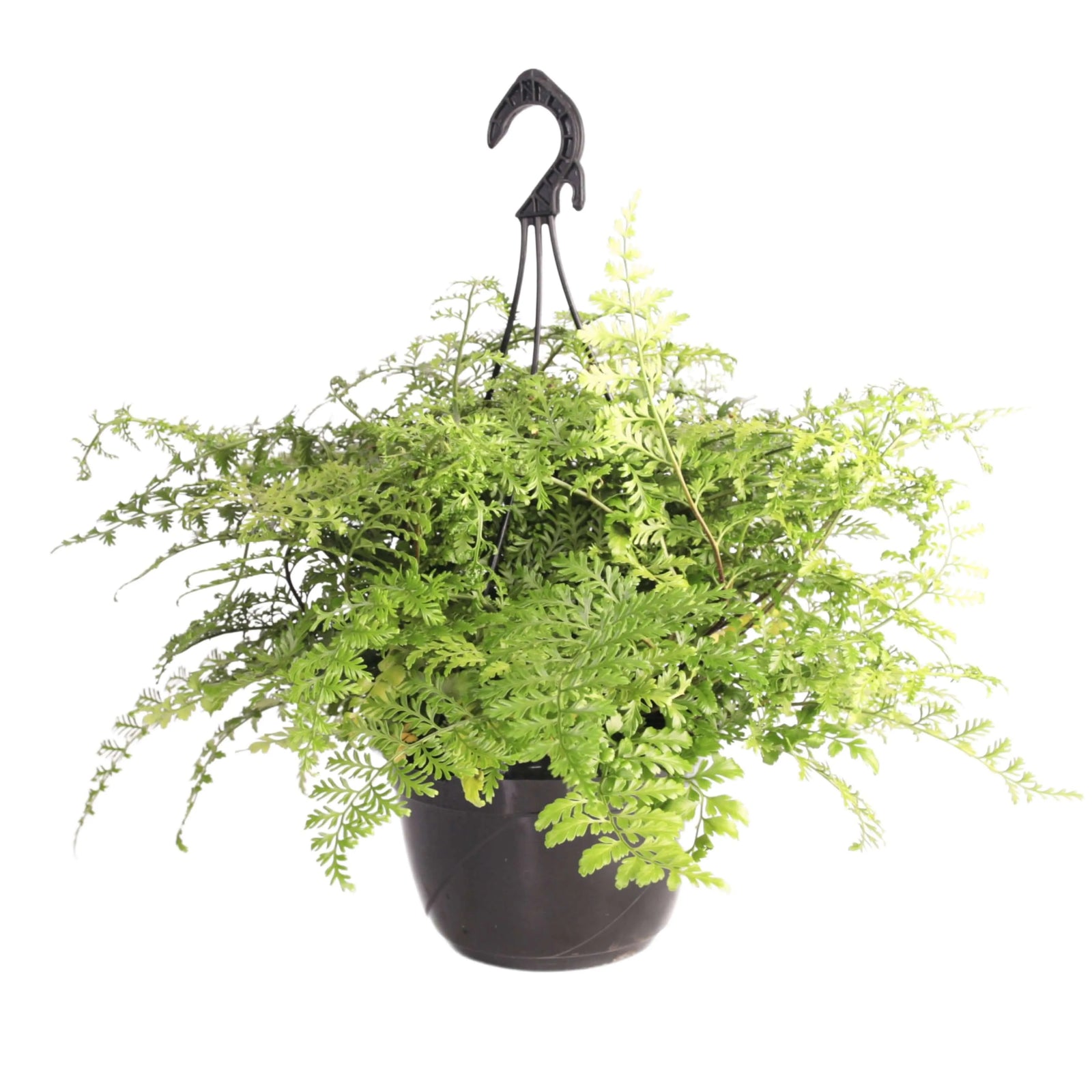 Asplenium parvati in vaso basket - i Giardini di Giulia