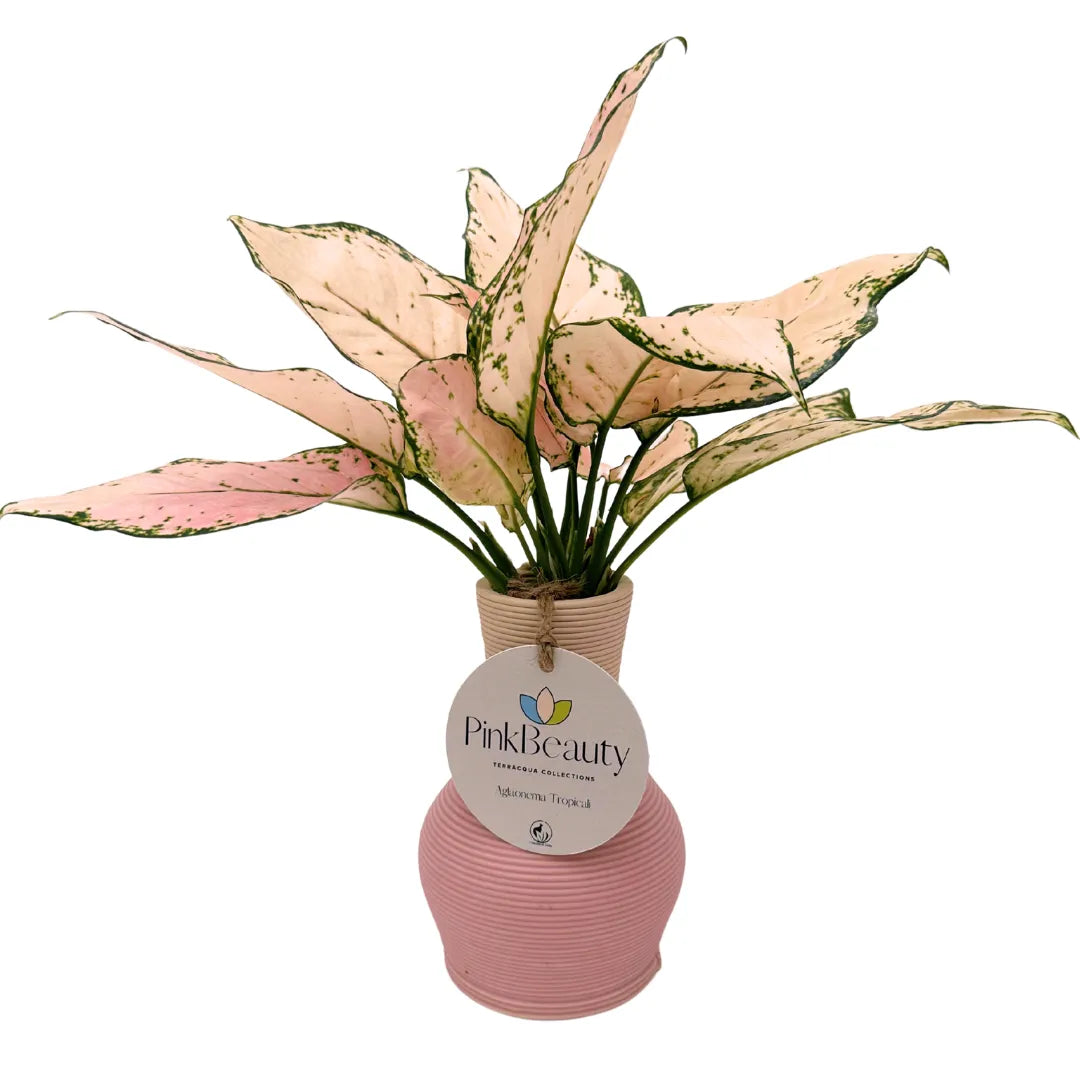 Pink Beauty – Aglaonema in Idrocultura con Vaso elegante in ceramica - i Giardini di Giulia  