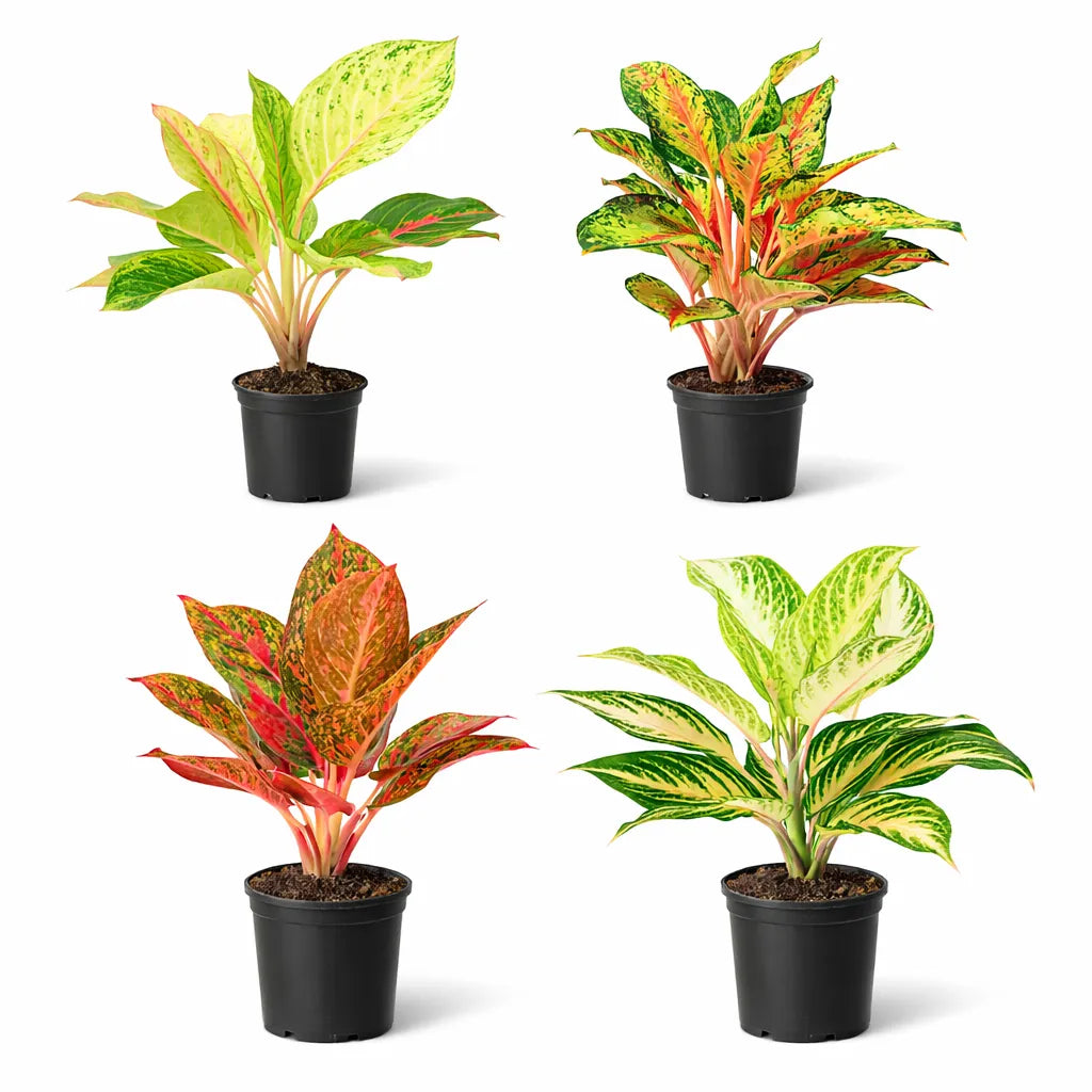 Aglaonema mix D.14 H.40 cm