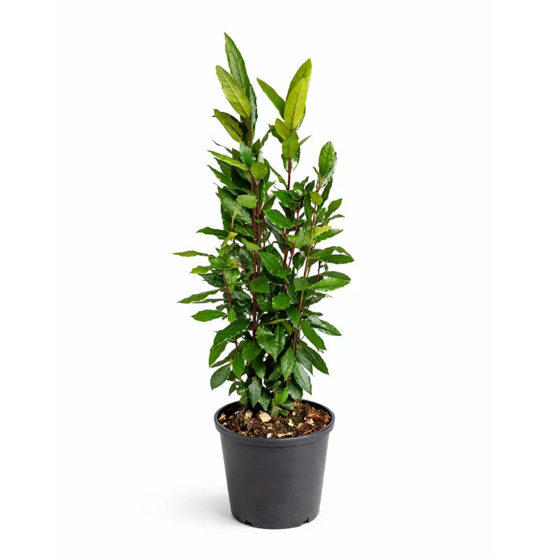 Alloro Laurus Nobilis D.18 H.120 cm