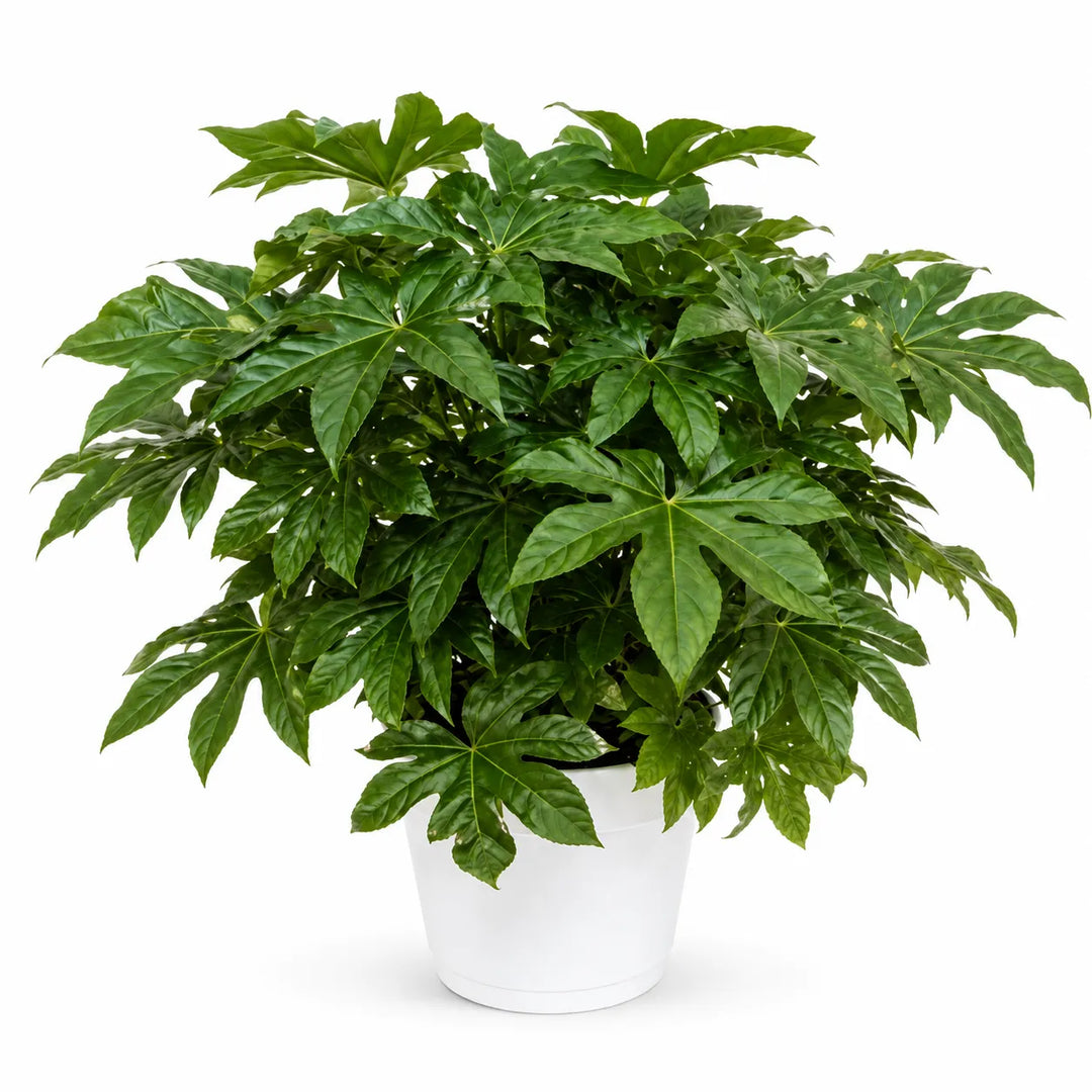 Aralia seboldii D. 35 - H. 90 cm