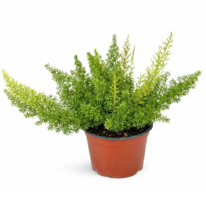 Asparagus Meyeri D.19 H.40