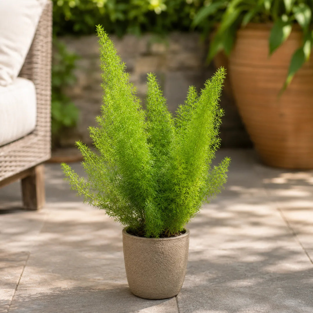 Pianta di Asparagus Sprengerii in vaso beige posizionata su un patio esterno, ideale come complemento d&