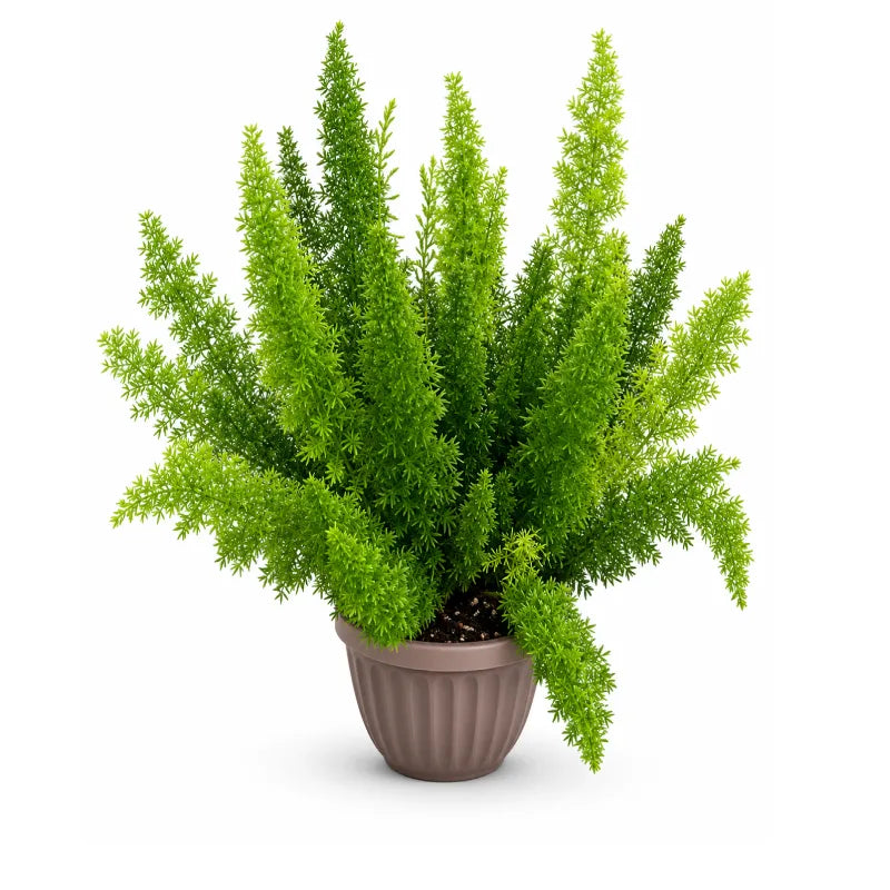 Asparagus desiflorus D. 18 - H. 50 cm