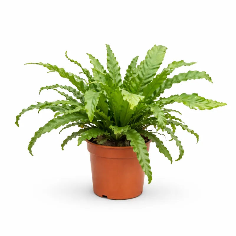 Asplenium mix D.19 cm