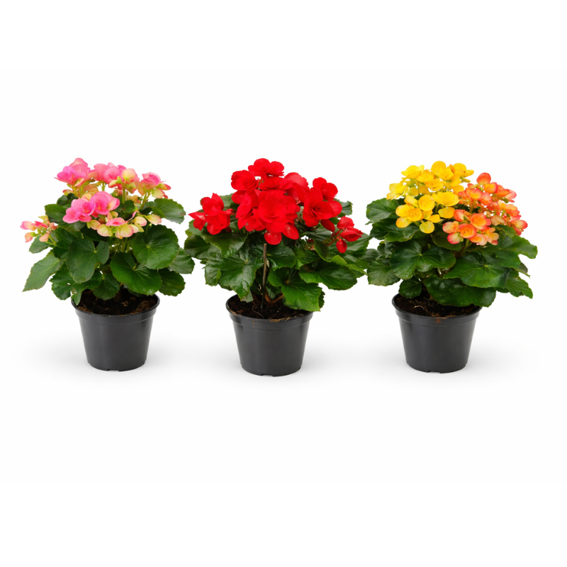 Begonia elatior D.14 H.25 cm