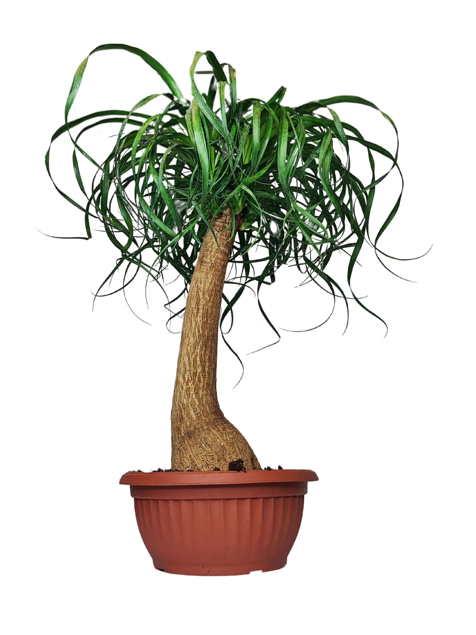 Beaucarnea Mangiafumo - pianta da interno 60 cm con vaso in plastica
