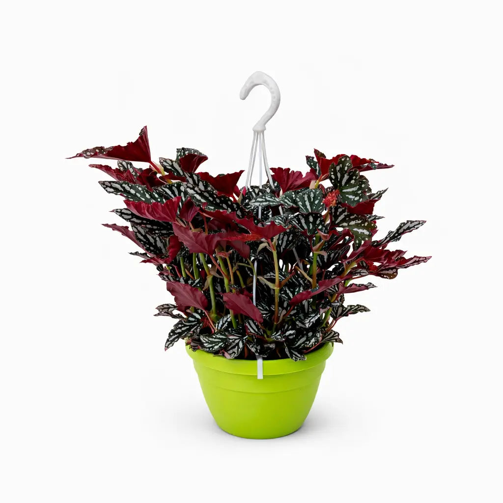Begonia Maculata Mix - pianta pendente in basket con foglie a pois argentati e retro rosso, vista frontale su sfondo neutro