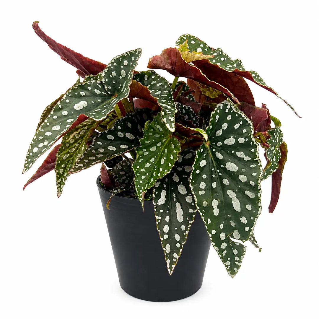 immagine mostra una painta con foglie con variegature bianche in un vaso nero su sfondo bianco 