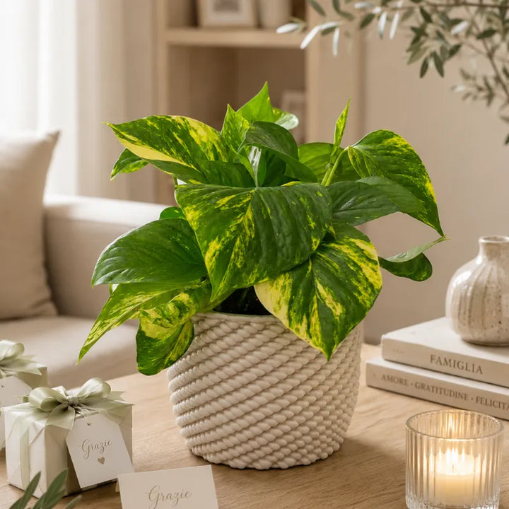 Pothos Scindapsus Aurea in vaso di ceramica Carina utilizzato come bomboniera green elegante per matrimoni, eventi e occasioni speciali.