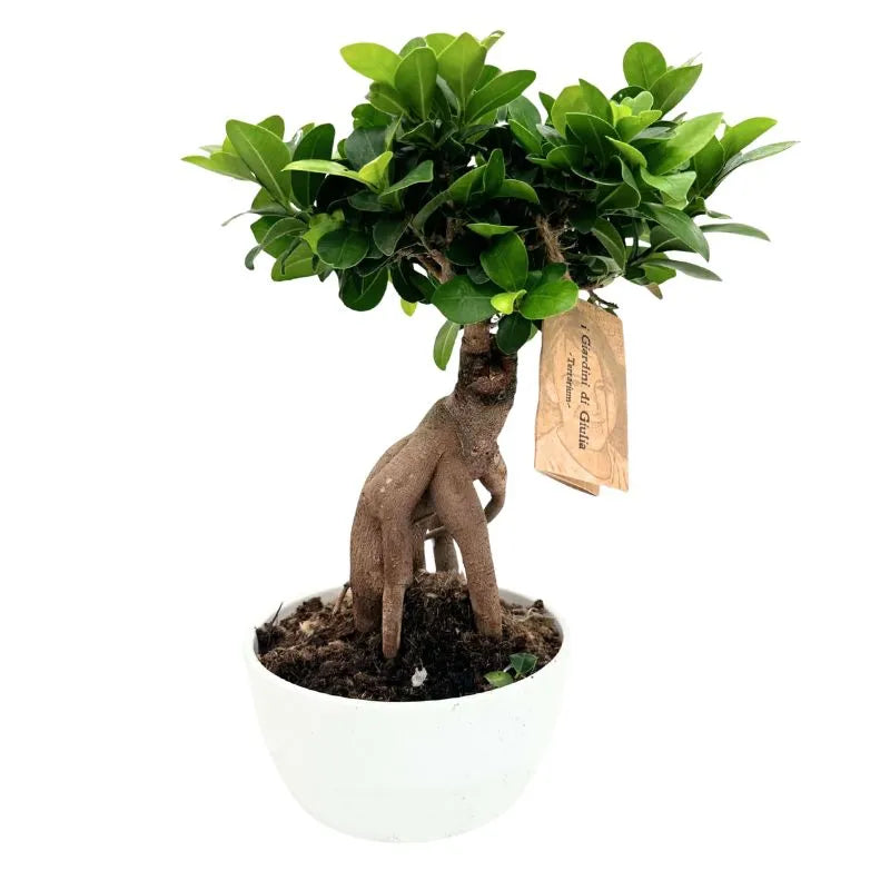 Bonsai Ficus Ginseng - pianta da interno in vaso ceramica Novara, vista frontale
