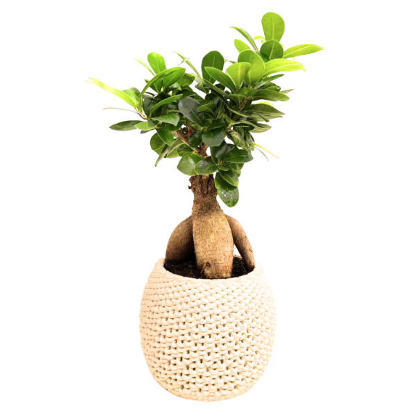 Bonsai Ficus Ginseng ceramica Kira D. 15 - H. 40 cm
