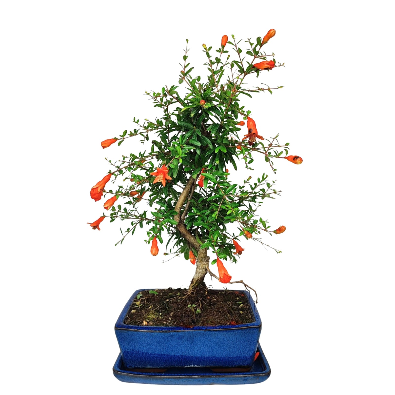 Bonsai Punica Granatum Nana 7 anni - melograno nano con tronco sinuoso e fioritura arancione