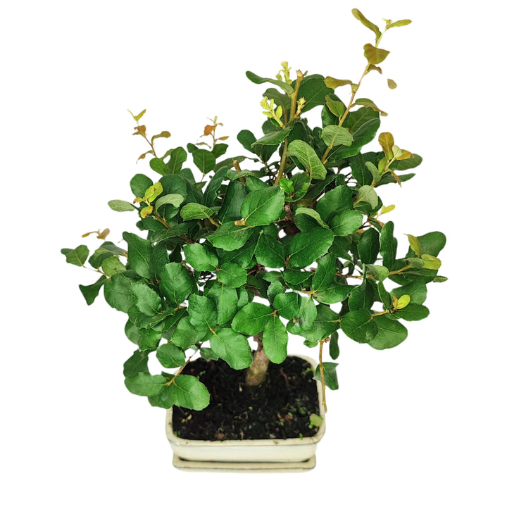 Bonsai Quercus Suber da collezione - vista dall&