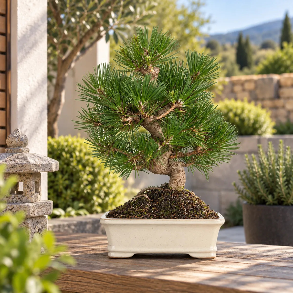 Bonsai Pinus Thunbergii di 12 anni in vaso rettangolare bianco, ambientato su tavolo in legno in un giardino luminoso