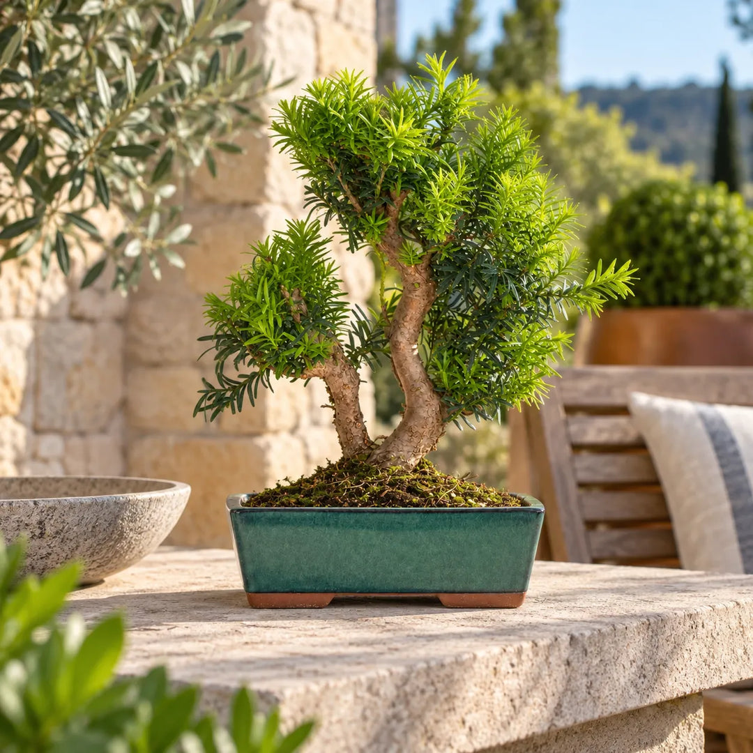 Bonsai Taxus Media di 12 anni in vaso rettangolare verde, fotografato all&