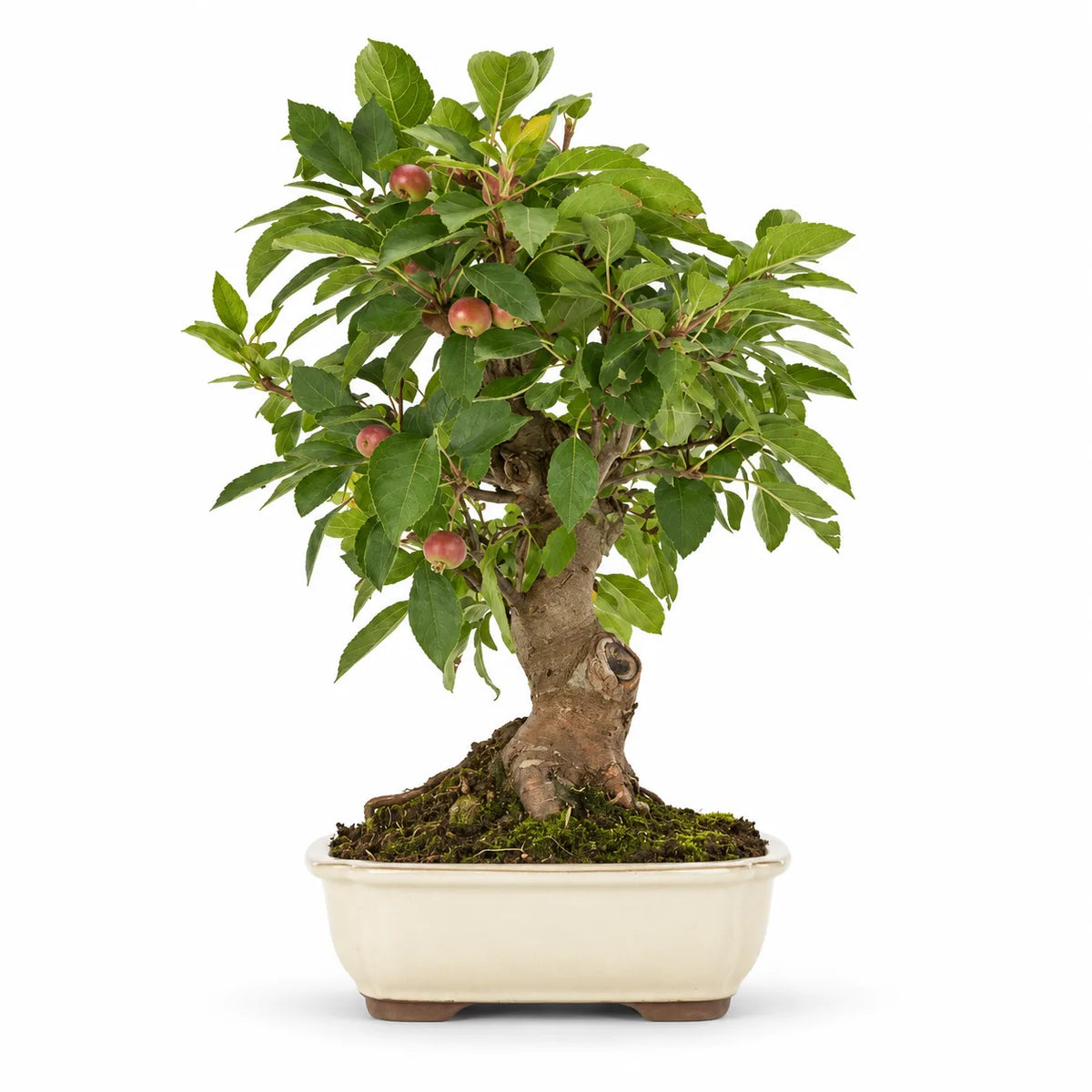 Bonsai Melo di 18 anni con tronco maturo, chioma verde e piccoli frutti, in vaso bonsai color avorio su sfondo bianco