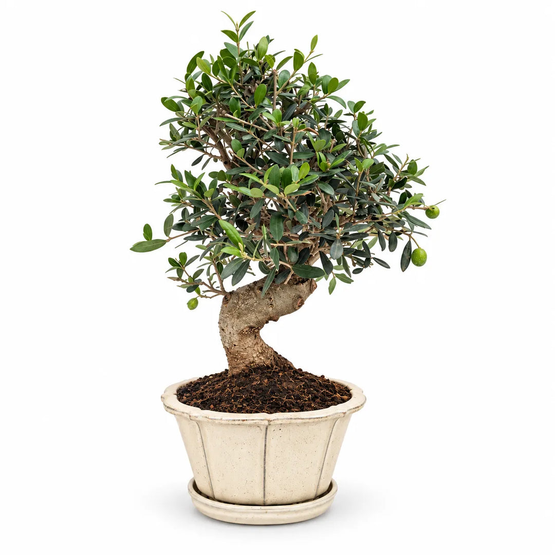 Bonsai di olivo Olea europaea di 18 anni con tronco curvo, chioma folta e vaso color avorio su sfondo bianco