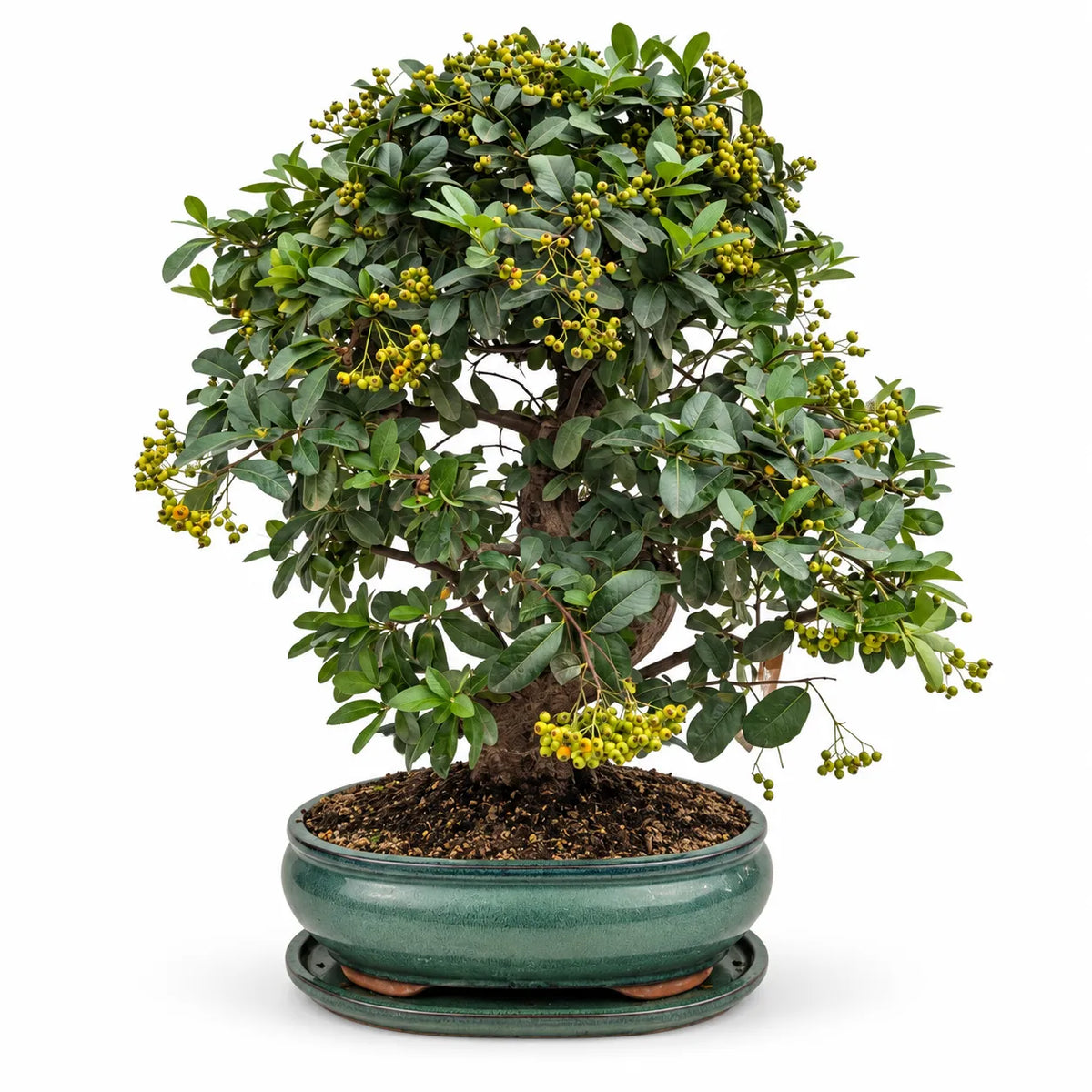Bonsai Pyracantha Coccinea di 19 anni con tronco maturo, chioma verde e bacche gialle, in vaso bonsai verde su sfondo bianco