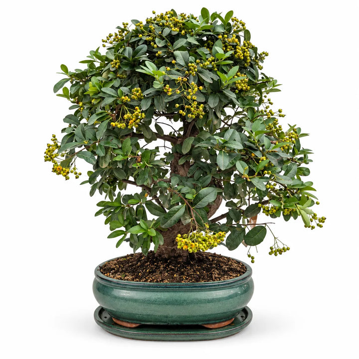 Bonsai Pyracantha Coccinea di 19 anni con tronco maturo, chioma verde e bacche gialle, in vaso bonsai verde su sfondo bianco
