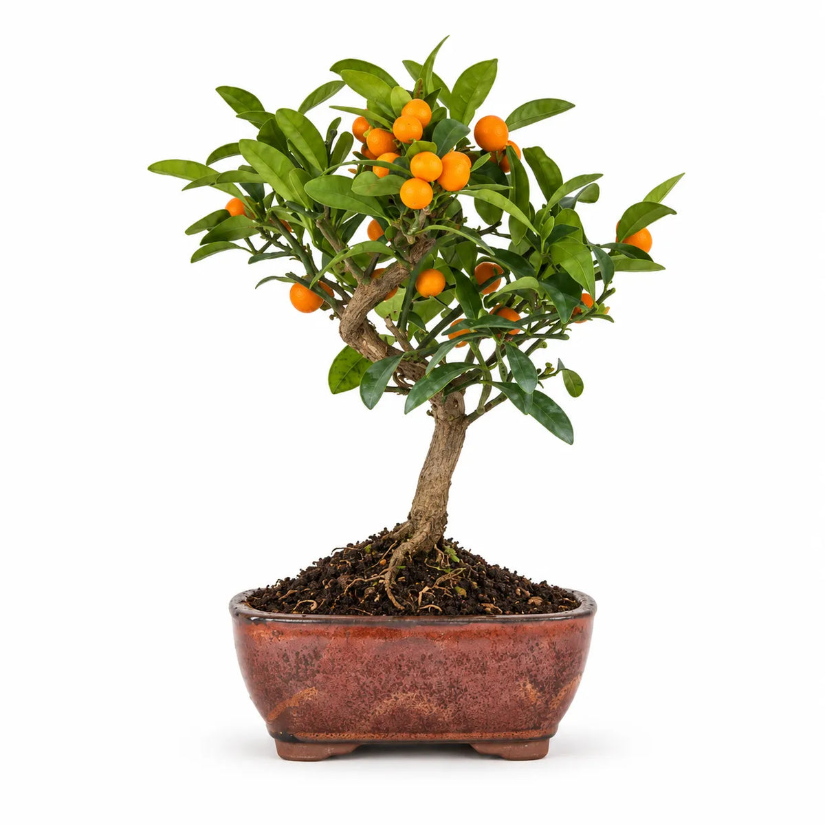 Bonsai Citrus Kinzu di 7 anni con tronco sinuoso, fogliame verde e numerosi piccoli frutti arancioni, fotografato su sfondo bianco