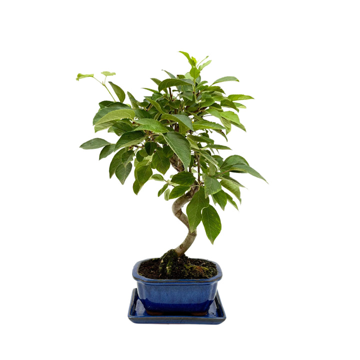 Bonsai Melo 8 Anni - esemplare in vaso e sottovaso in terracotta smaltato blu