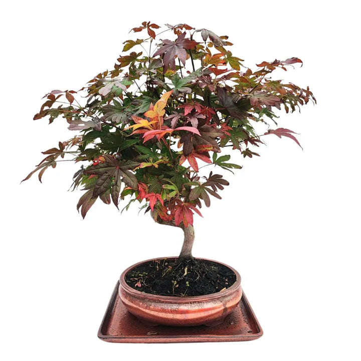 Immagine frontale di un Bonsai Acer Palmatum Atropurpureum adulto, con foglie autunnali e tronco armonioso

