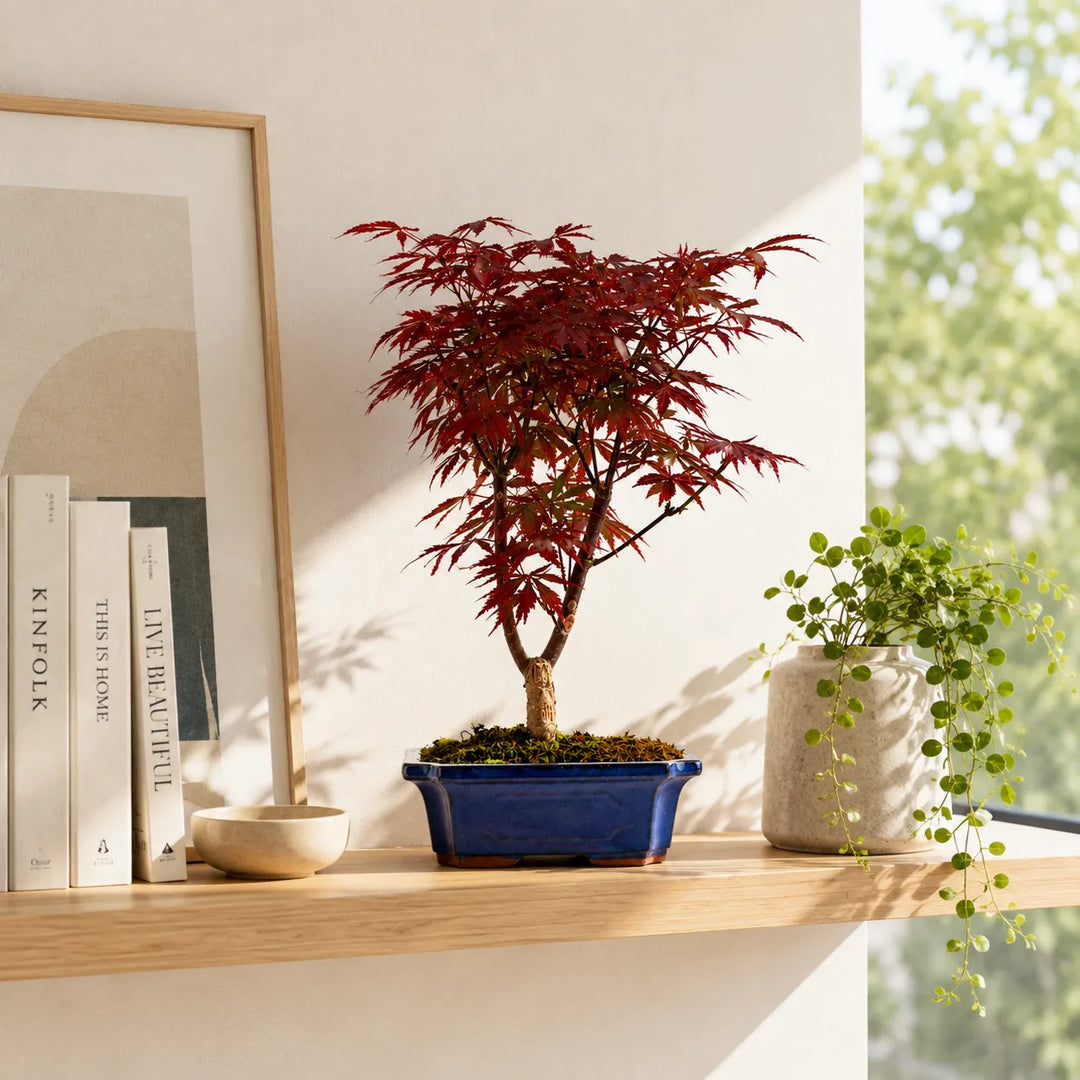 Bonsai Acero Giapponese rosso in vaso blu decorativo su mensola in legno con luce naturale e arredo minimal.