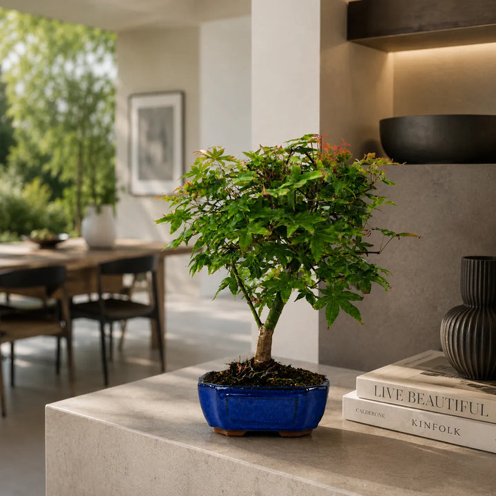 Bonsai Acero Giapponese Deshojo con chioma compatta verde e rossa in vaso blu su piano cucina elegante e luminoso.