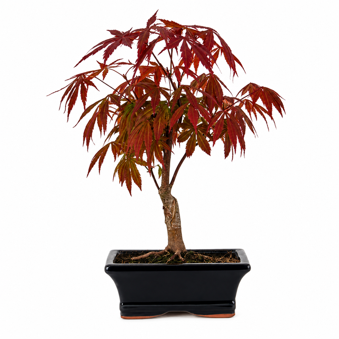 Bonsai Acer Palmatum con fogliame rosso intenso e vaso nero rettangolare fotografato su sfondo chiaro neutro.