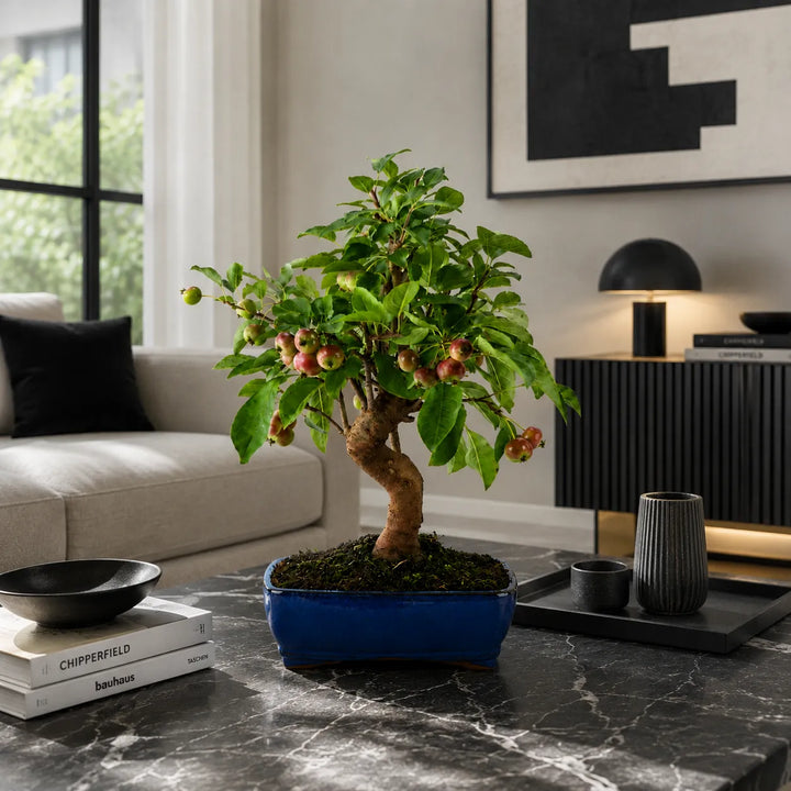 Bonsai Acer Palmatum Deshojo in vaso blu decorativo collocato su tavolo in marmo nero in soggiorno moderno dal design minimal.