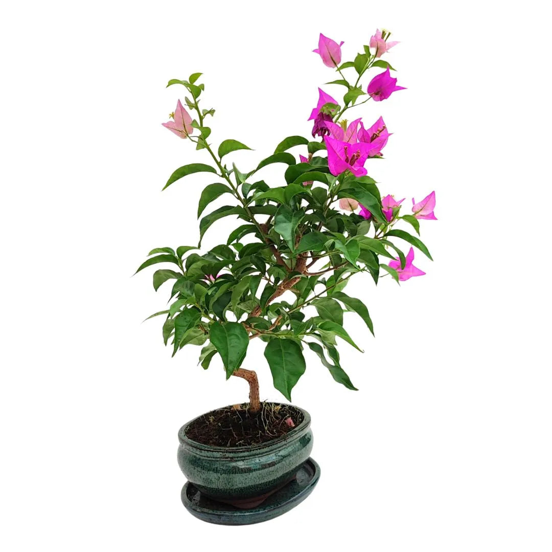 Bouganvillea Glabra bonsai da 9 anni con fioritura rosa e vaso verde smaltato su sfondo bianco