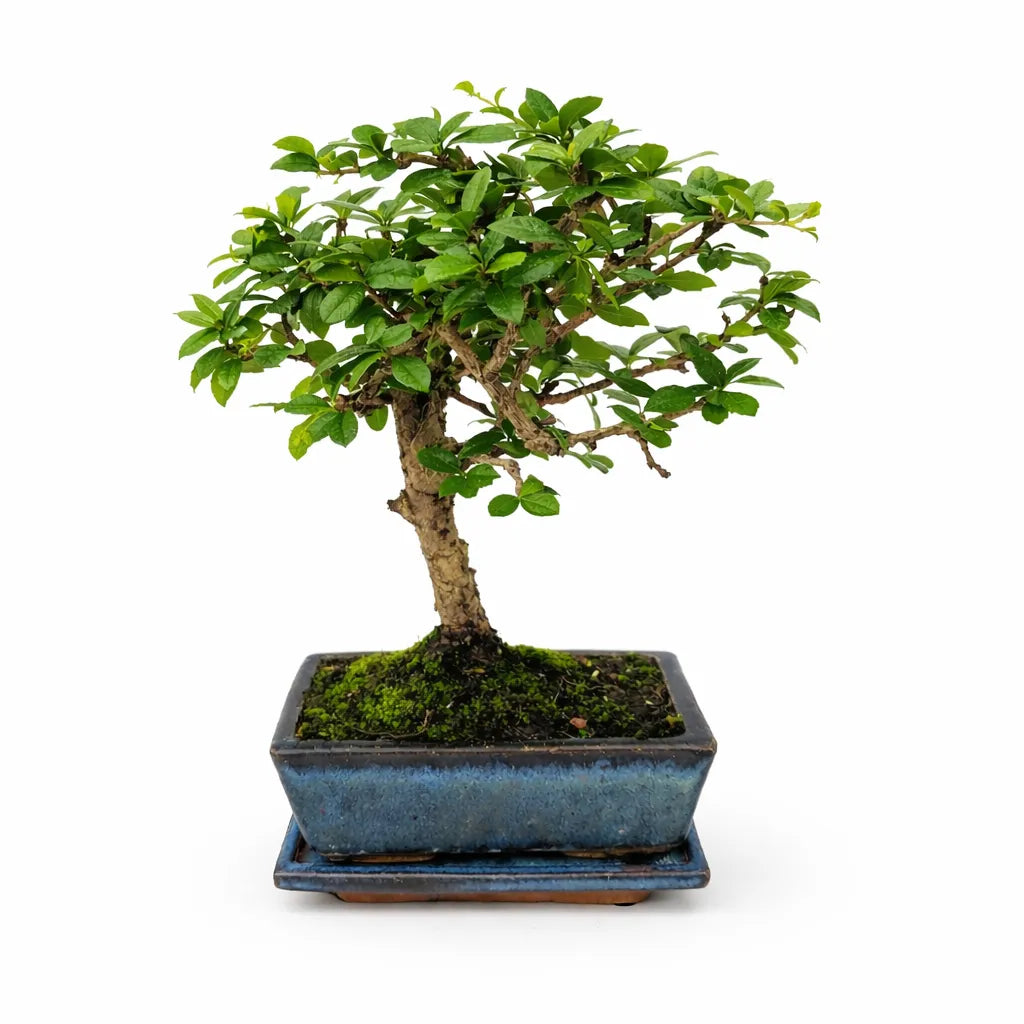 Bonsai Carmona Microphylla 5 anni - esemplare premium con tronco elegante e chioma compatta in vaso blu