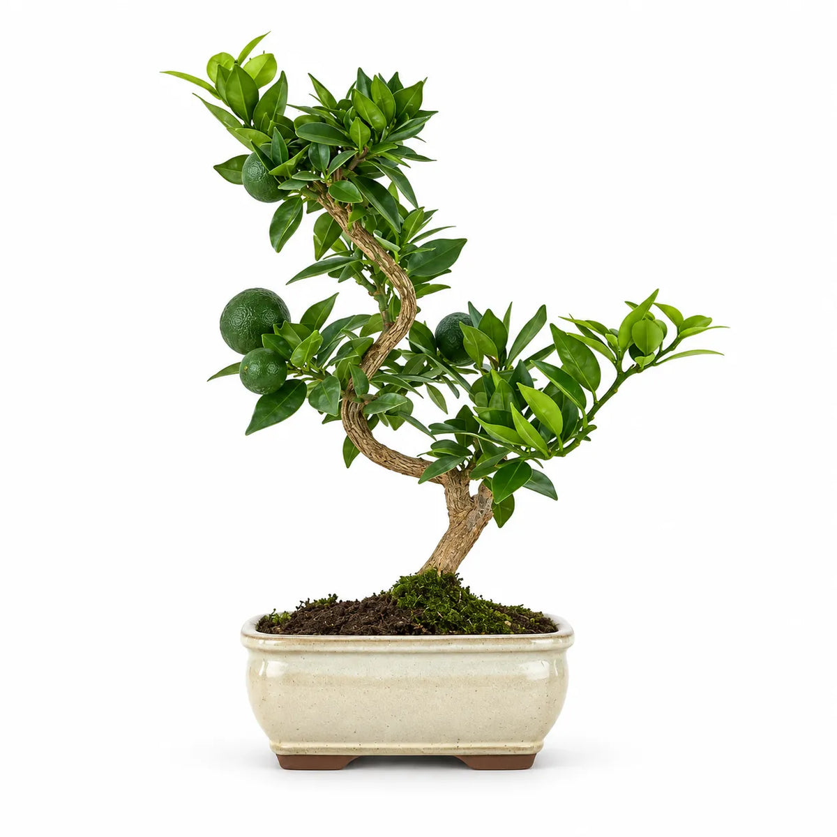 Bonsai Citrus Myrtifolia Chinotto di 7 anni con frutti verdi, tronco sinuoso e vaso bonsai in ceramica chiara su sfondo bianco.