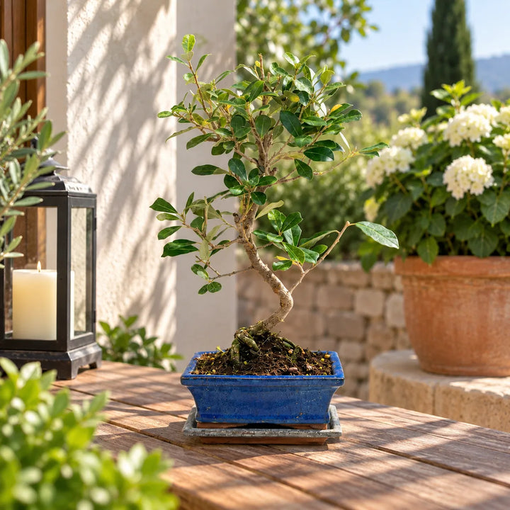 Bonsai Elaeagnus pungens di 7 anni con tronco curvo e chioma verde, in vaso blu su tavolo in legno all&