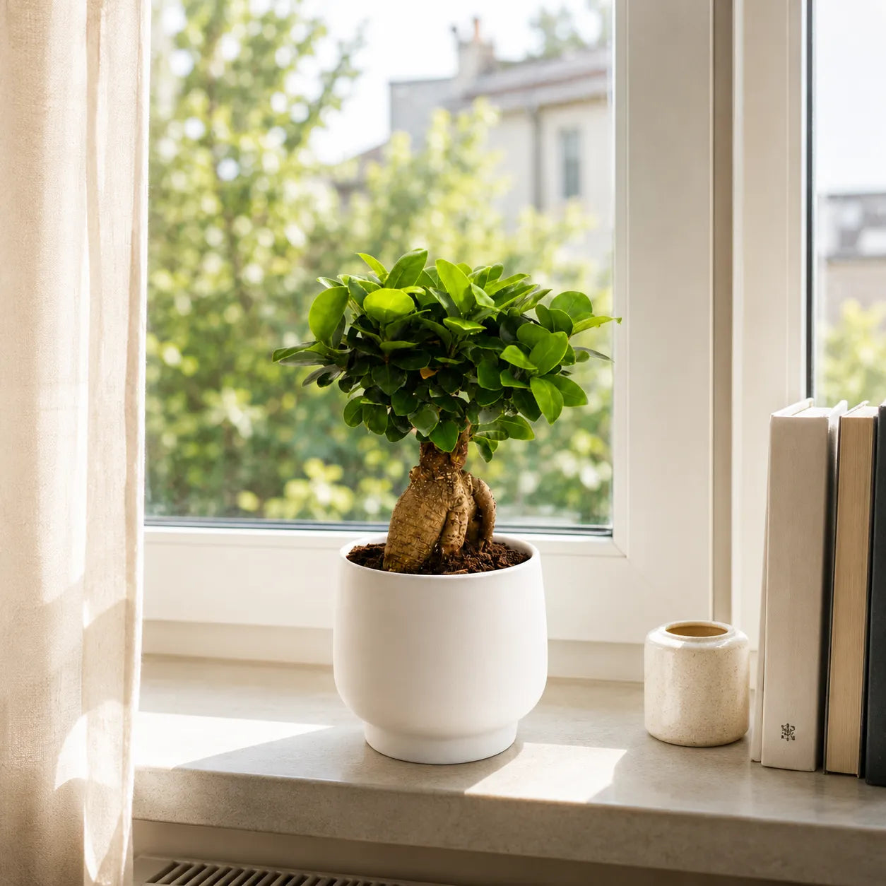 Ficus Ginseng bonsai con chioma verde compatta in vaso Sweet bianco su davanzale illuminato dal sole.