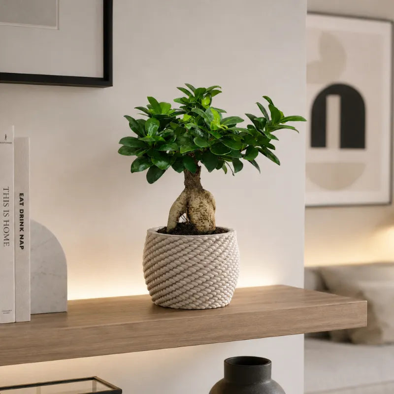 Bonsai Ficus Ginseng in vaso artigianale Carina color avorio posizionato su una mensola in legno in un ambiente moderno e raffinato.
