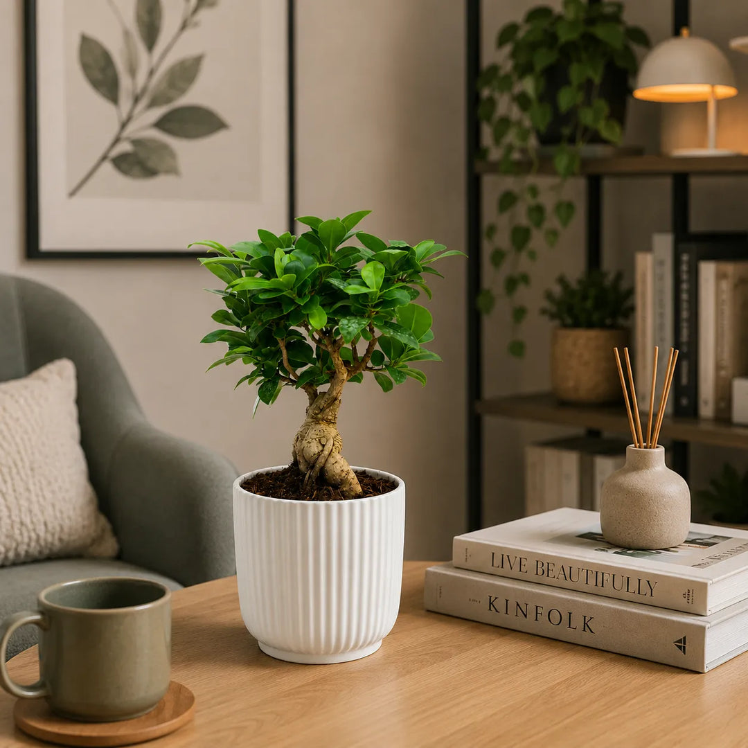 Bonsai Ficus Ginseng con tronco intrecciato in vaso Pitti bianco su tavolino in legno accanto a libri e diffusore d’ambiente.