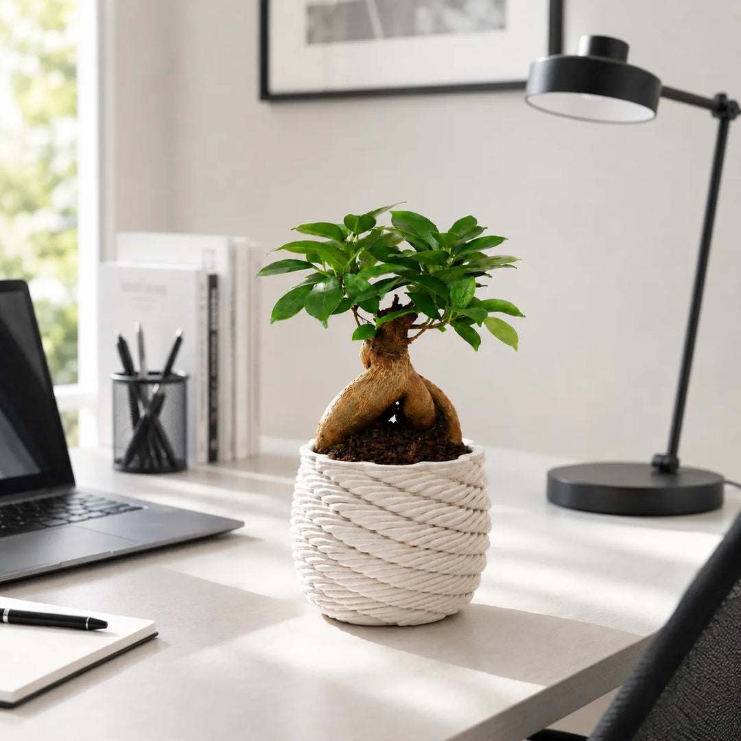 Bonsai Ficus Ginseng in vaso artigianale Carina posizionato su una scrivania moderna, perfetto per arredare uffici e spazi di lavoro con un tocco naturale.