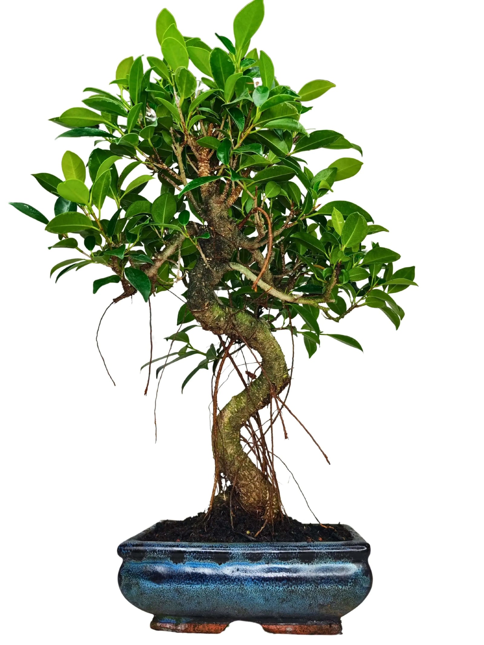 Bonsai Ficus Retusa S-Shape - pianta da interno con vaso in ceramica elegante