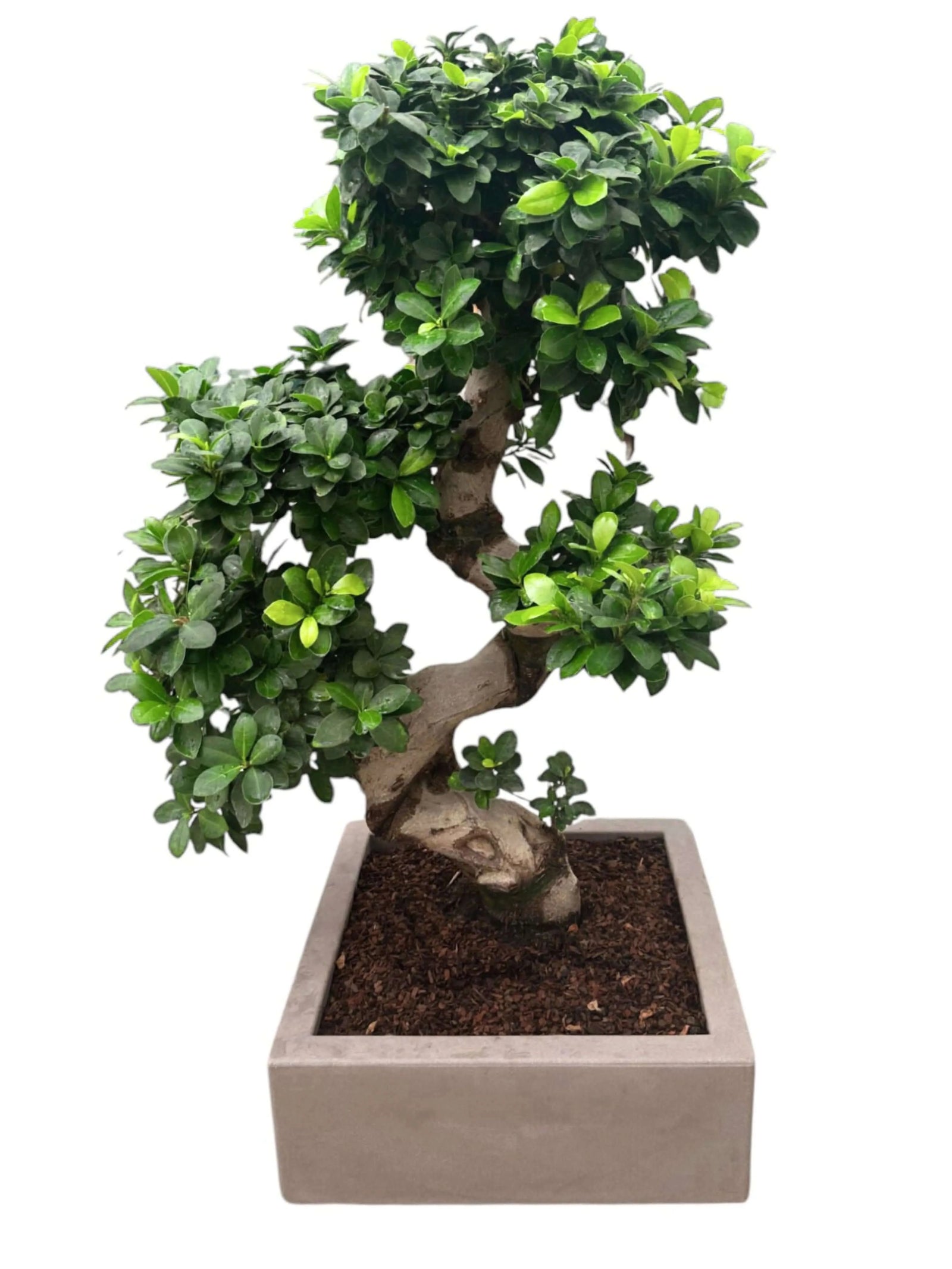 Bonsai Ficus S-Shape 110 cm in vaso Minos, pianta ornamentale da interno con tronco modellato