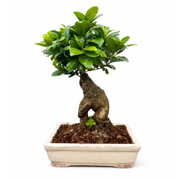 Bonsai Ginseng in vaso ceramica Amir - Ficus Ginseng con tronco scultoreo, pianta da interno elegante